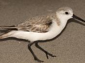 Playerito Blanco Sanderling Calidris alba (Pallas, 1764)