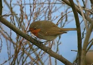 La alegria de la huerta