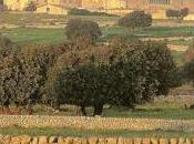 Uvas amargas
