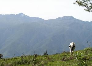 Mérida: una pócima