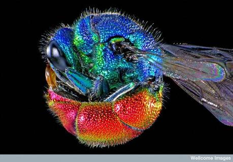 Premios Wellcome Images 2011