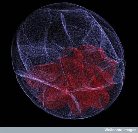 Premios Wellcome Images 2011