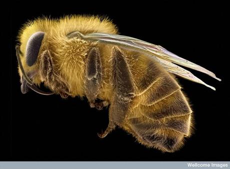 Premios Wellcome Images 2011