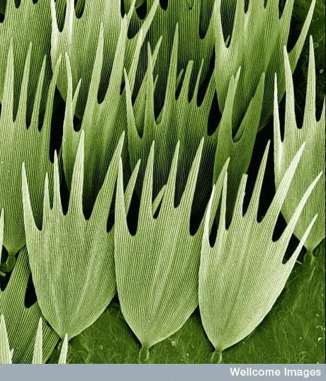 Premios Wellcome Images 2011