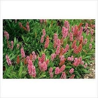 Persicaria combate la diarrea y cura heridas externas