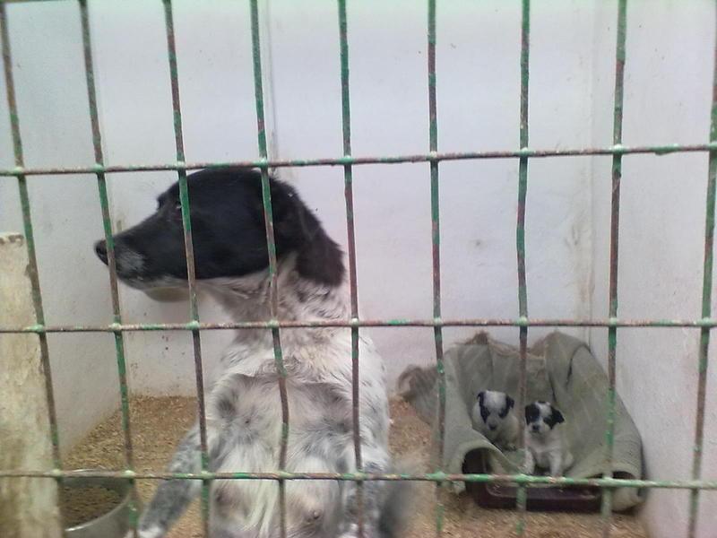 Pinta con sus cachorros en la perrera de Hellín.