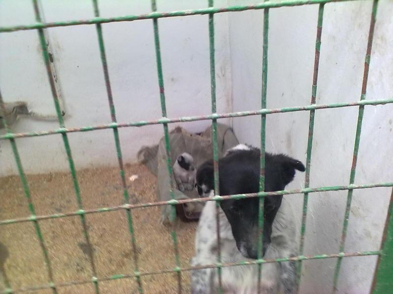 Pinta con sus cachorros en la perrera de Hellín.