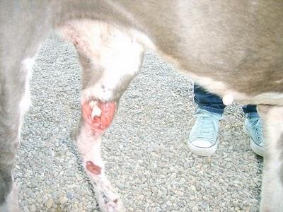 (Llamamiento muy urgente de Inmaculada). Algo más de información sobre GALGOS SITIO MARGINAL.