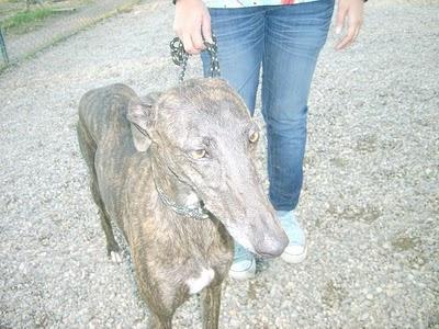 (Llamamiento muy urgente de Inmaculada). Algo más de información sobre GALGOS SITIO MARGINAL.