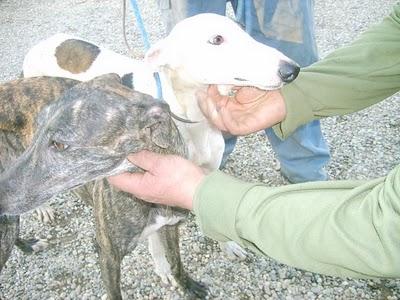 (Llamamiento muy urgente de Inmaculada). Algo más de información sobre GALGOS SITIO MARGINAL.