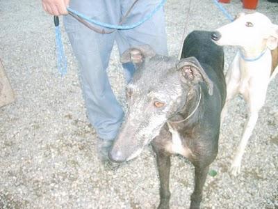 (Llamamiento muy urgente de Inmaculada). Algo más de información sobre GALGOS SITIO MARGINAL.