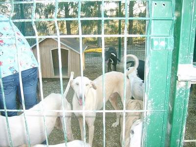 (Llamamiento muy urgente de Inmaculada). Algo más de información sobre GALGOS SITIO MARGINAL.