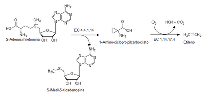 biosíntesis del etileno