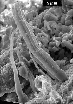 ¿Realmente se ha encontrado vida en un meteorito? ¿Realmente se ha encontrado vida en un meteorito?