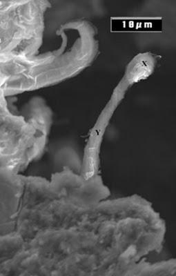 ¿Realmente se ha encontrado vida en un meteorito? ¿Realmente se ha encontrado vida en un meteorito?