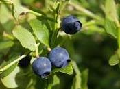 Arándanos