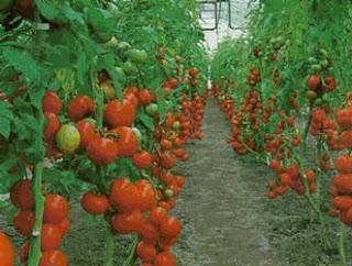 Tomatera