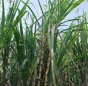 Caña de azúcar