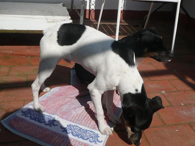 Nuk, quiere ser la alegria de tu casa. Córdoba