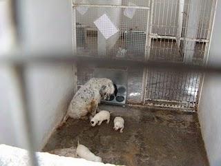 Mama Setter y cachorro en peligro de muerte, perrera de Valencia