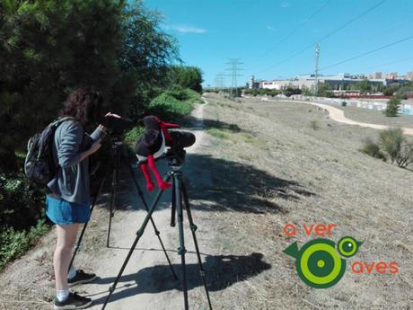 La sierra, madreselvas, colirrojos y currucas en tu barrio