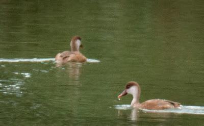 Patos colorados en La Granda