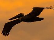 Pelícano pardo (Brown Pelican) Pelecanus occidentalis