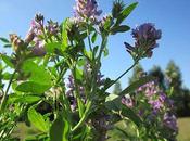 Beneficios alfalfa cuerpo humano