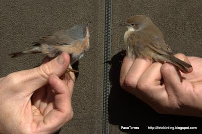Curruca Carrasqueña, ♂ ad. y ♀ jov.