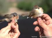 Curruca Carrasqueña, jov.