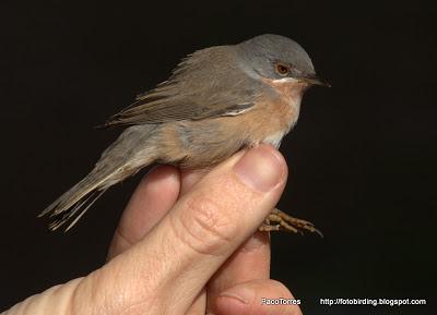 Curruca Carrasqueña, ♂ ad.