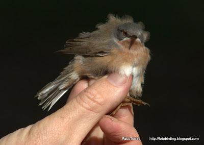 Curruca Carrasqueña, ♂ ad.