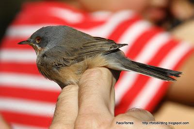 Curruca Carrasqueña, ♂ ad.