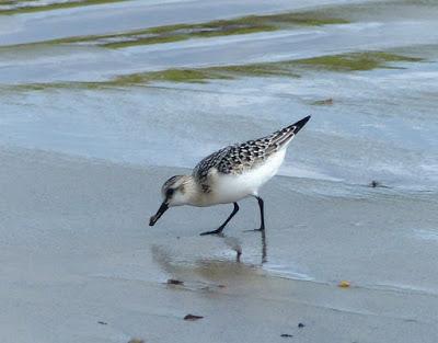 Los limícolas y su alimento