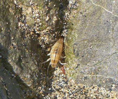 Los limícolas y su alimento