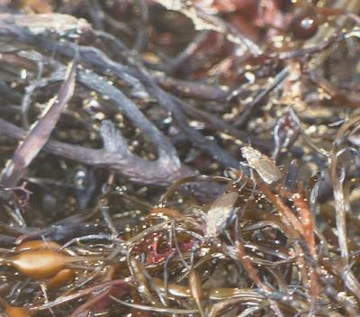 Los limícolas y su alimento