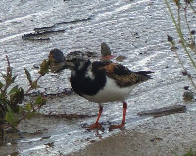 Los limícolas y su alimento