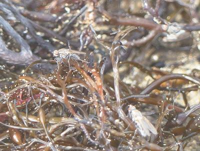 Los limícolas y su alimento