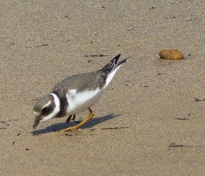 Los limícolas y su alimento