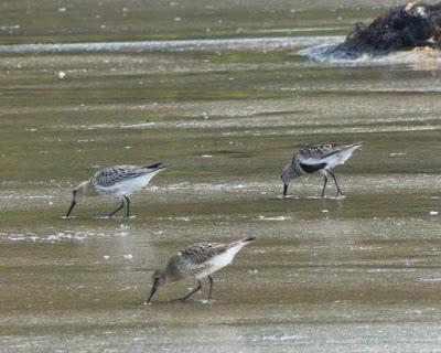 Los limícolas y su alimento