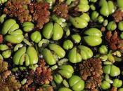 (Ricciocarpus natans)