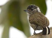 Carpinterito común (White-barred Piculet) Picumnus cirratus