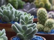 Cactus: gran aliado contra radiación electromagnética