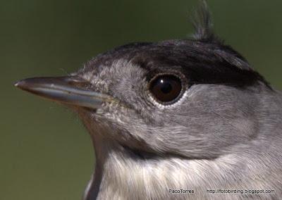 Curruca Capirotada, ♂ .