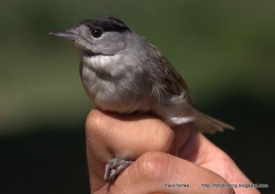 Curruca Capirotada, ♂ .