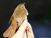 Ruiseñor común. jov.