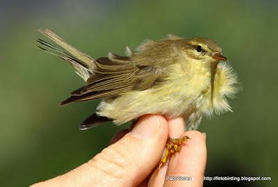 Mosquitero Musical