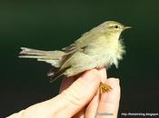 Mosquitero Musical