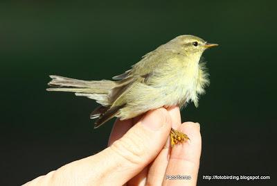 Mosquitero Musical