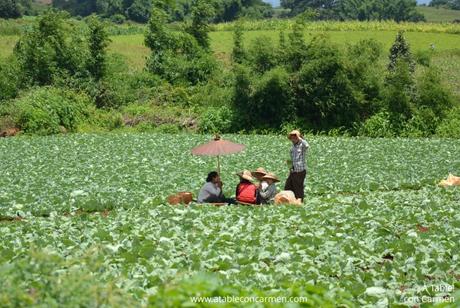 Kalaw, Trekking y Tranquilidad entre Montañas